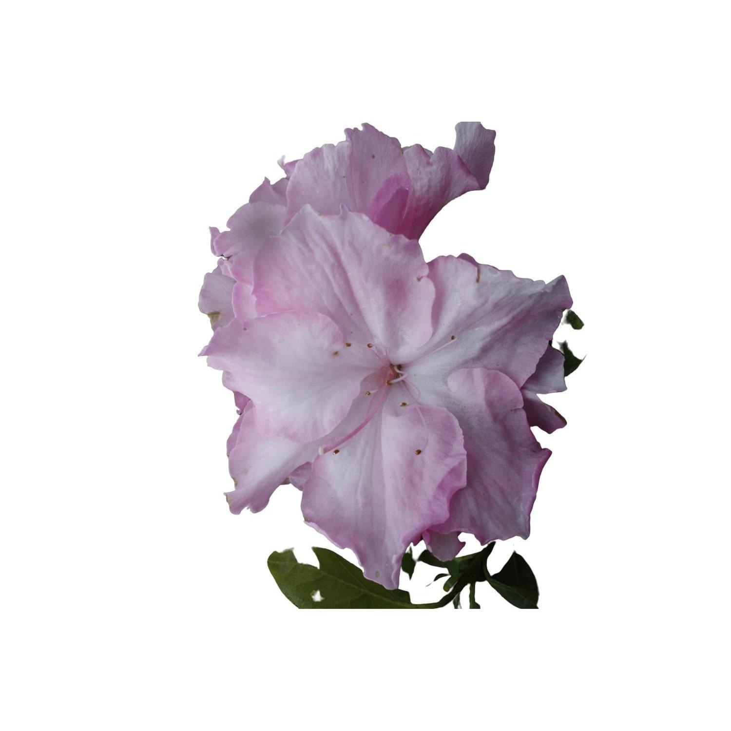 Azalea