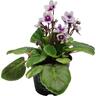 African Violets