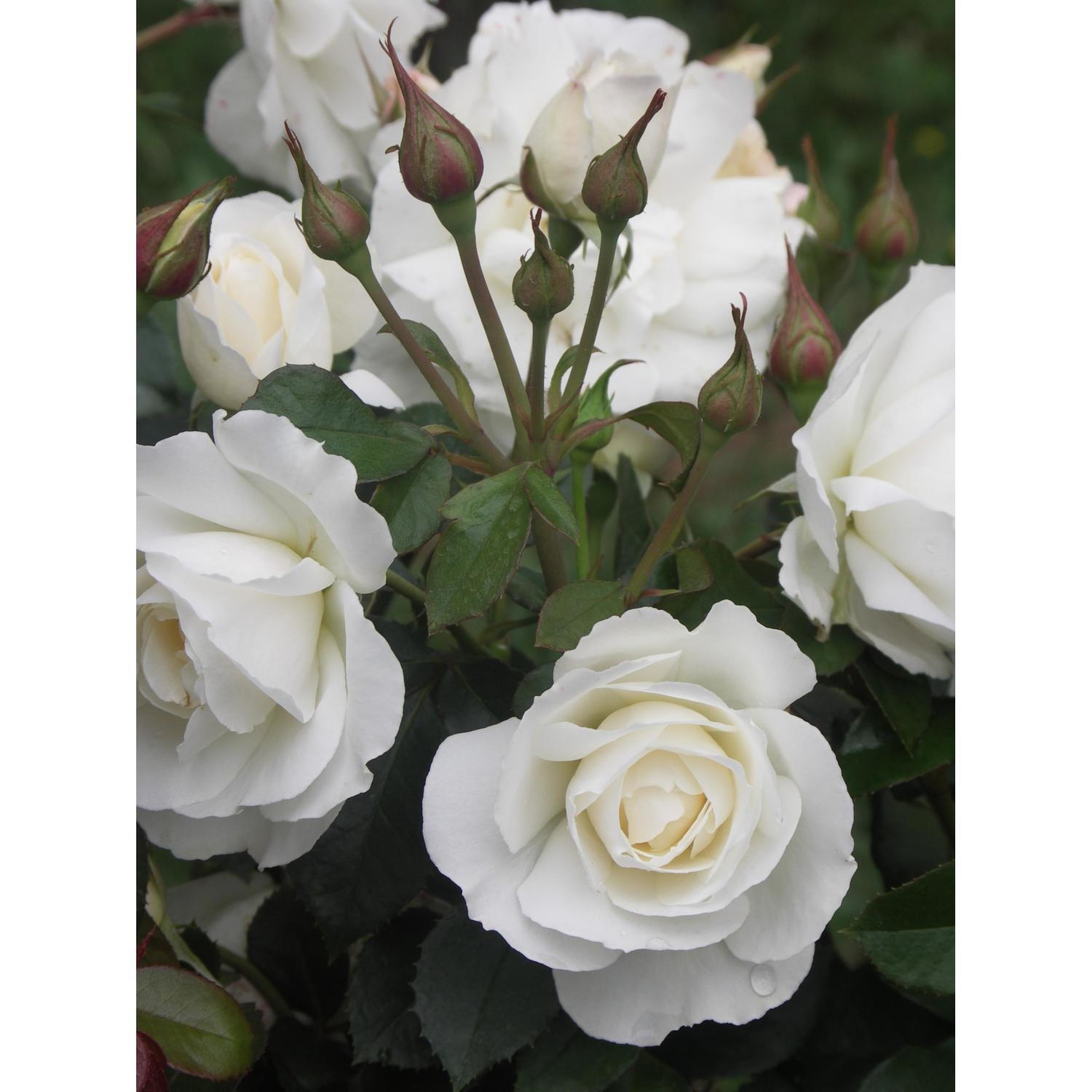 Rose White Romance 6L