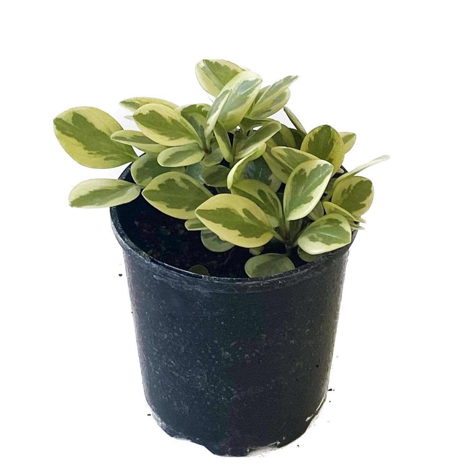 Peperomia Magnoliafolia 12cm