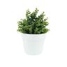 Artificial Eucalyptus Plant in Pot 16cm