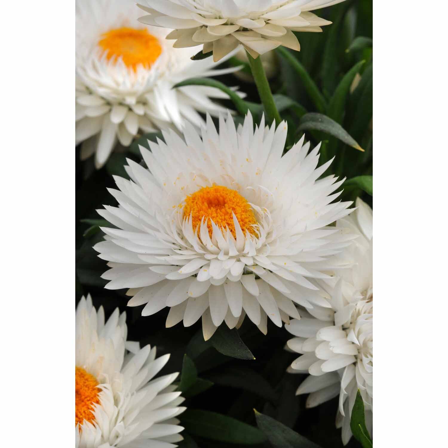 Colourwave Dreamtime Bracteantha