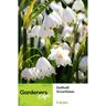 Daffodil Snowflakes 5 pack