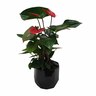 Anthurium in Geometric Ceramic Pot