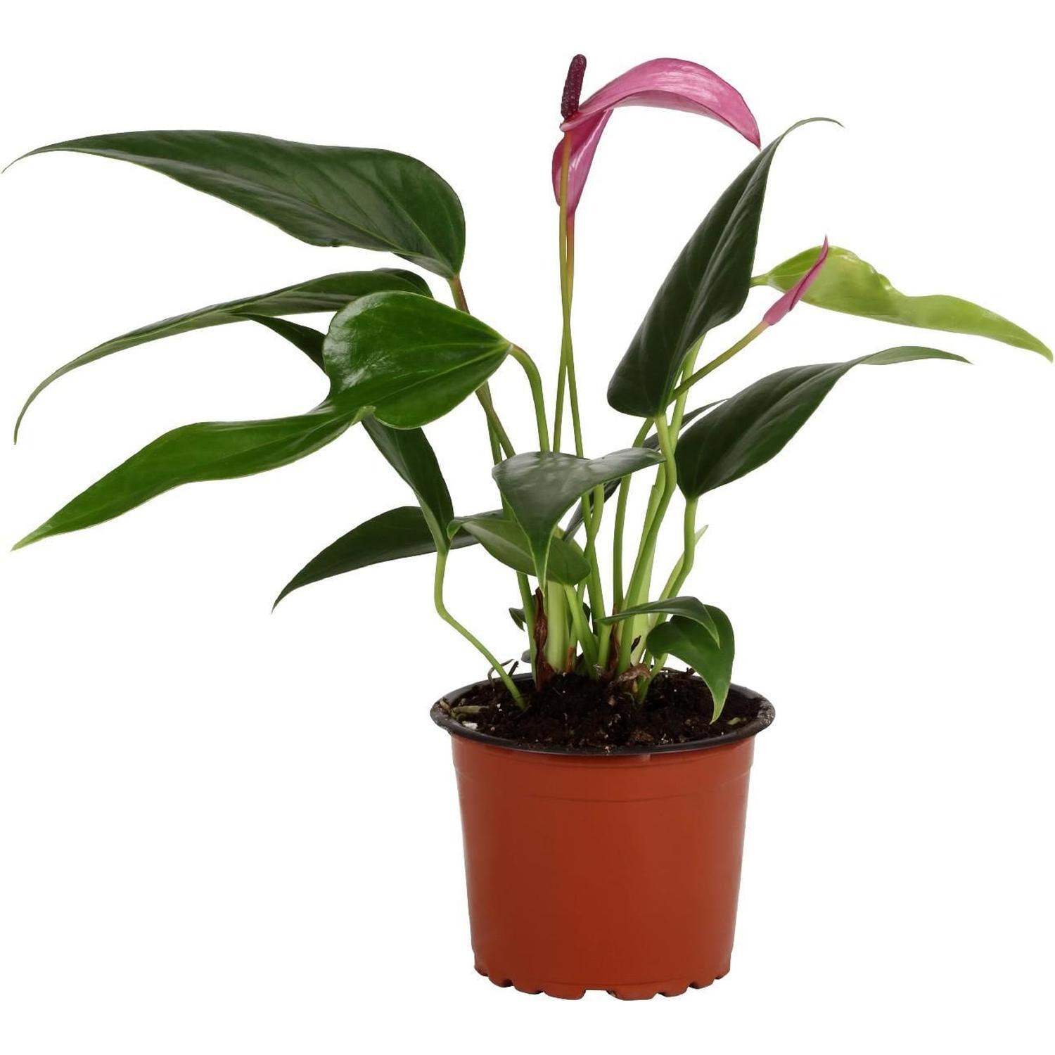 peace lily plant air purifier Air Purifying Plant Collection 3 Indoor House Plants Snake Plant, Peac