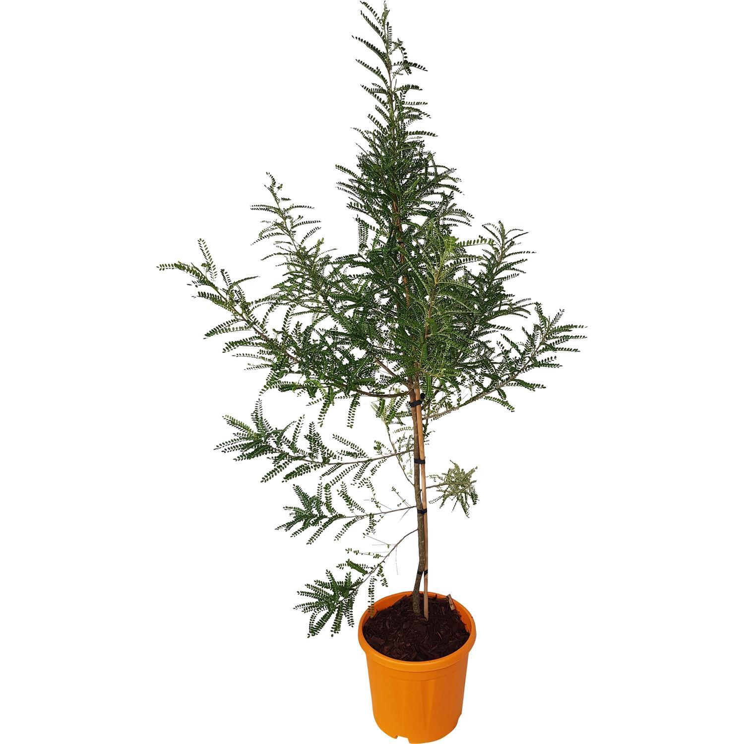 Sophora Dragons Gold