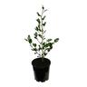 Griselinia Cob
