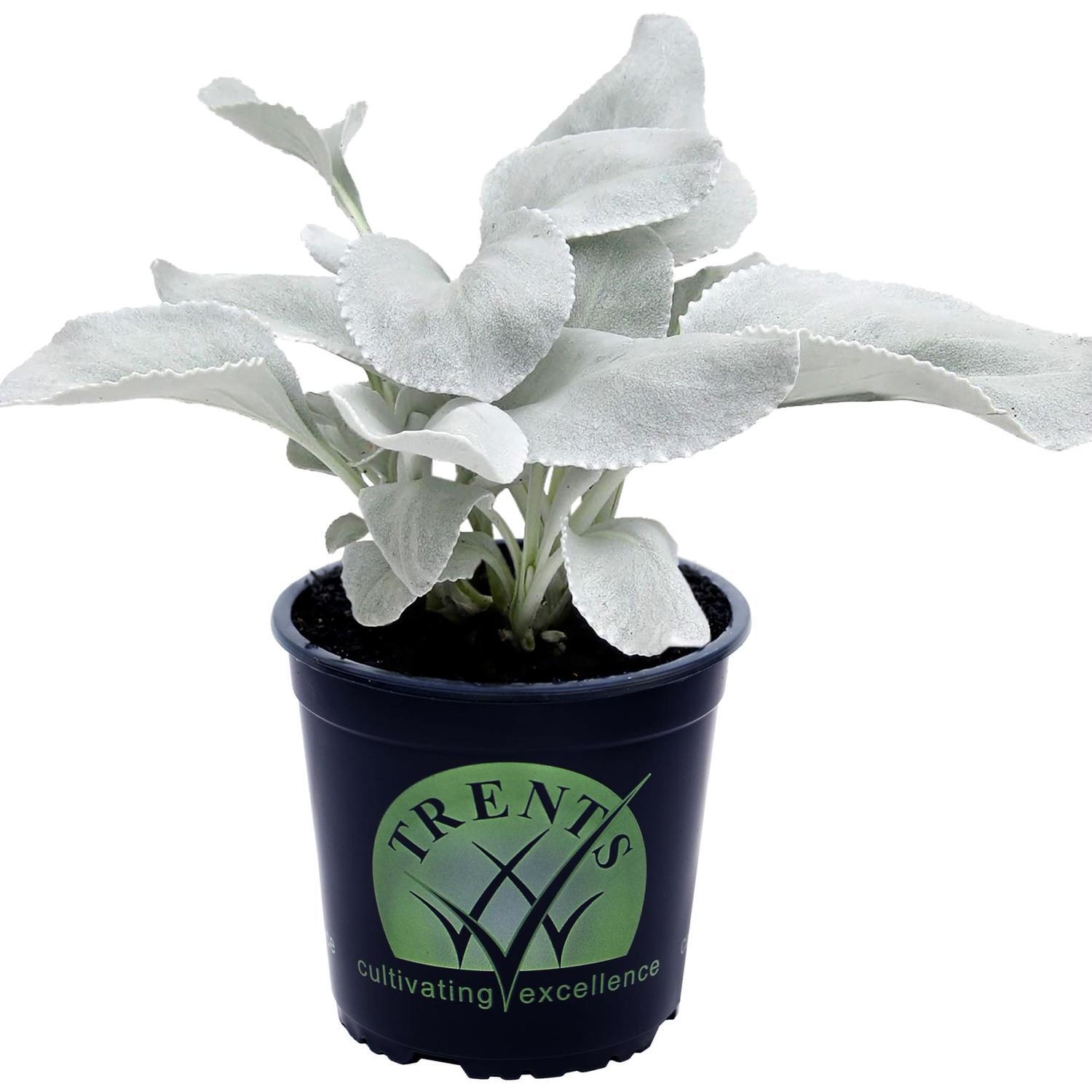 Senecio Angel Wings