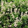 Ligustrum japonicum Rotundifolium
