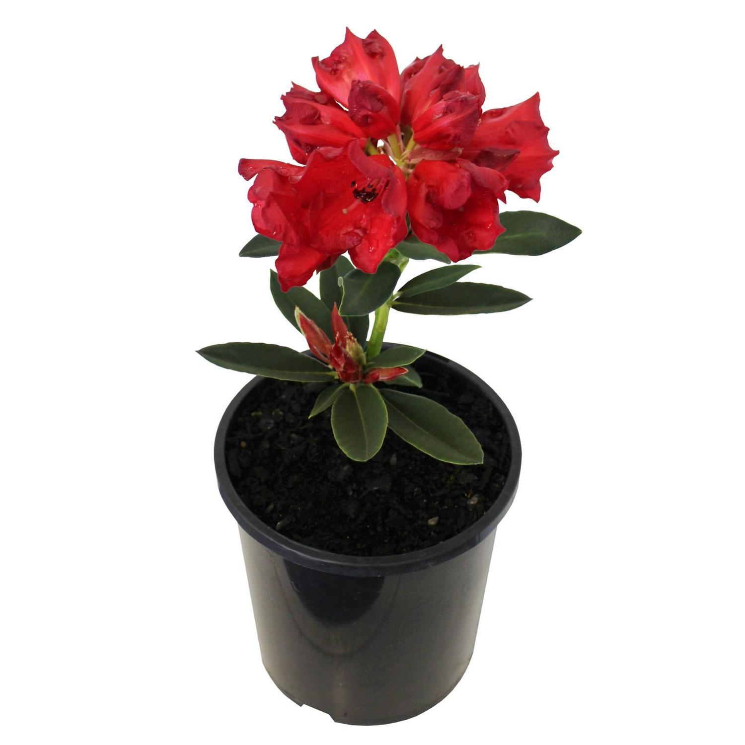 Rhododendron Taurus