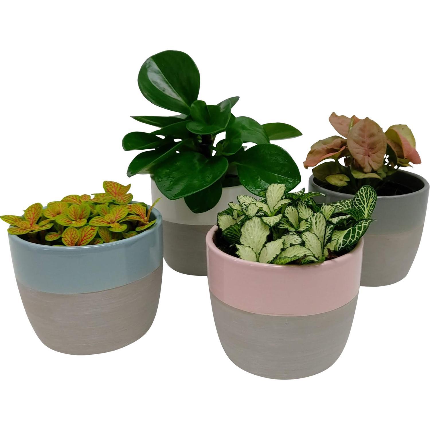 Indoor Foliage Selection in Frida Ceramic Pot