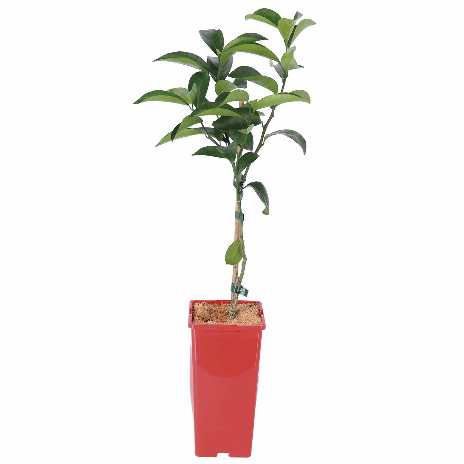 Dwarf Mandarin Corsica 2 Litre