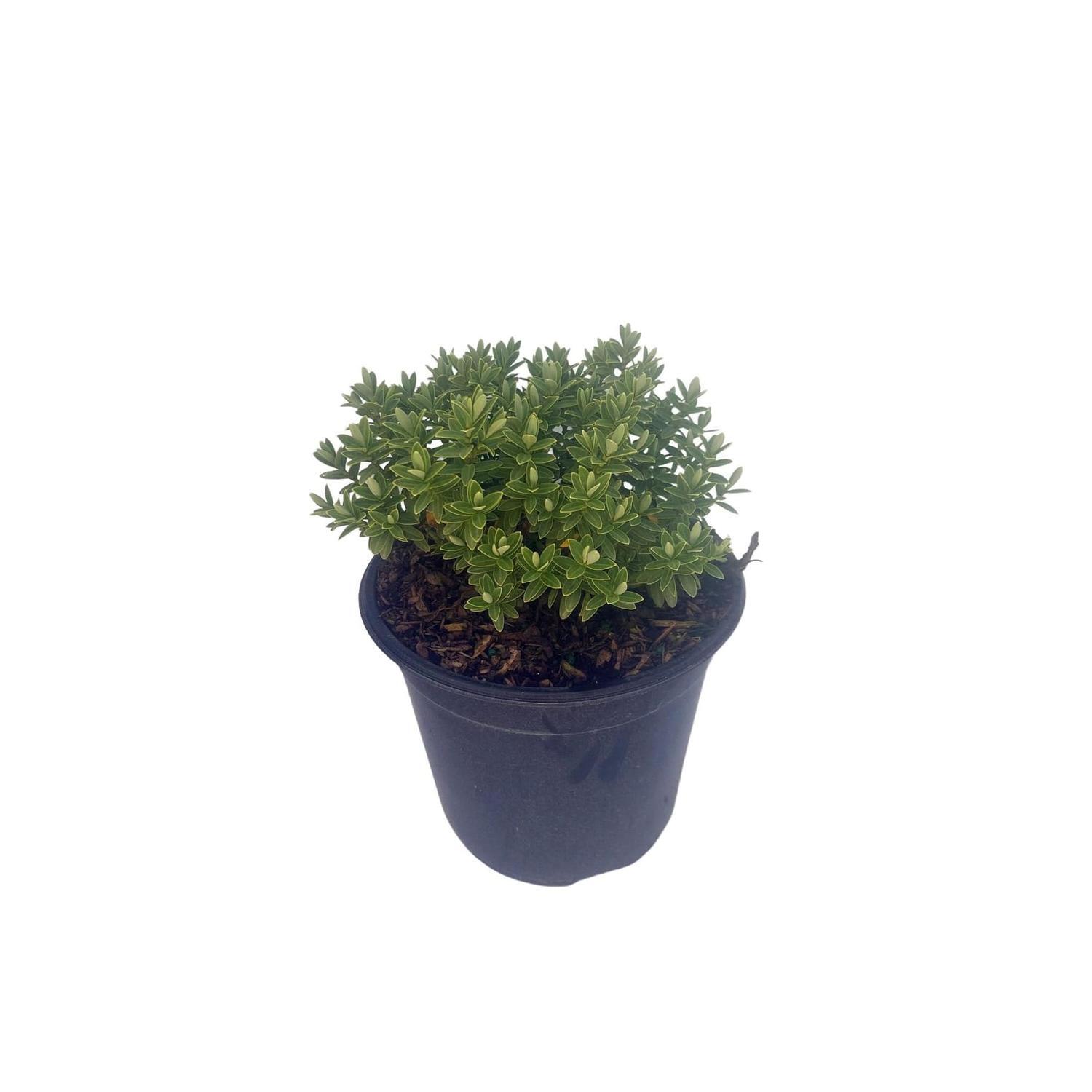 Hebe Pinguifolia 'Sutherlandii'
