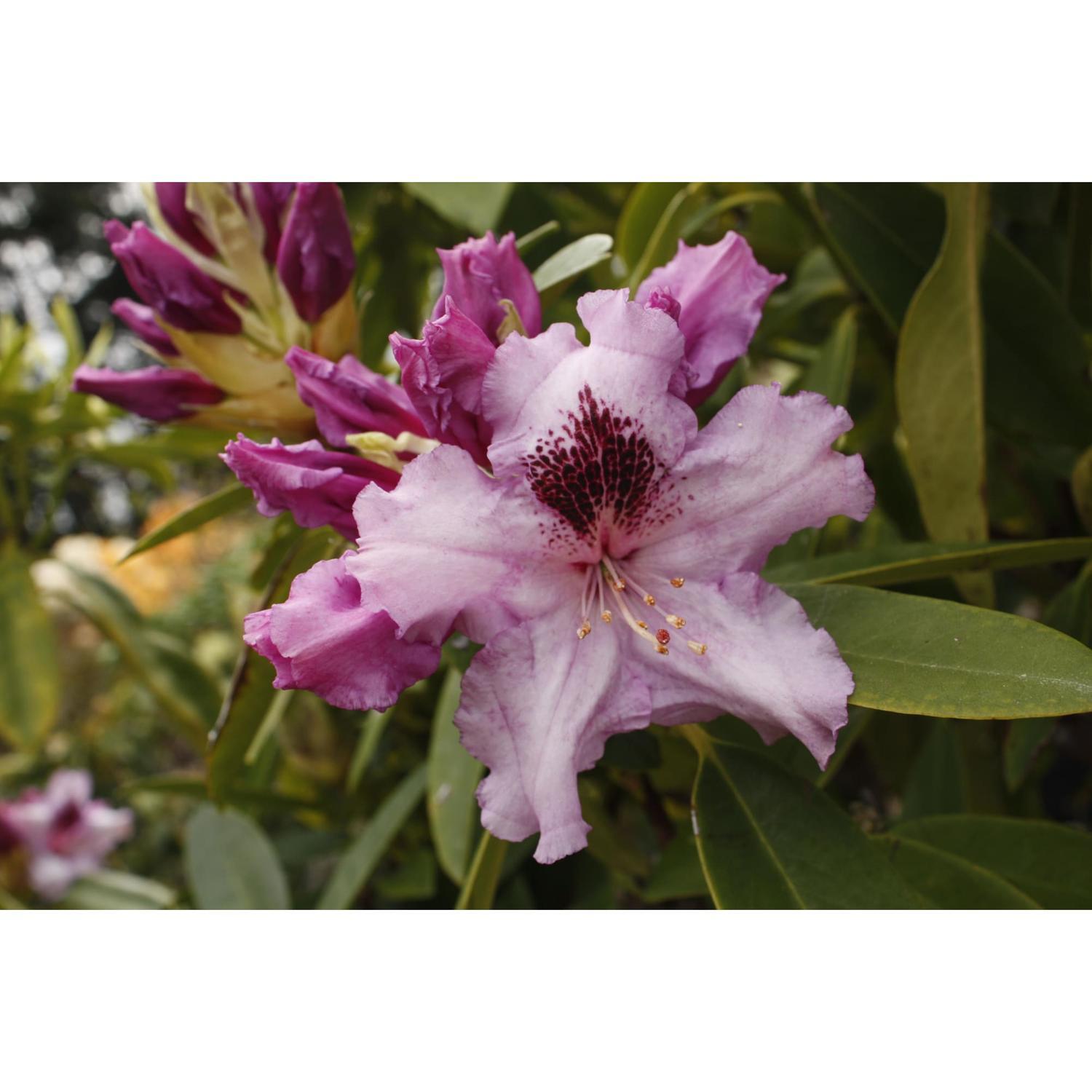 Rhododendron Mt Clearview
