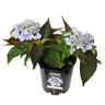 Hydrangea Blue Deckle