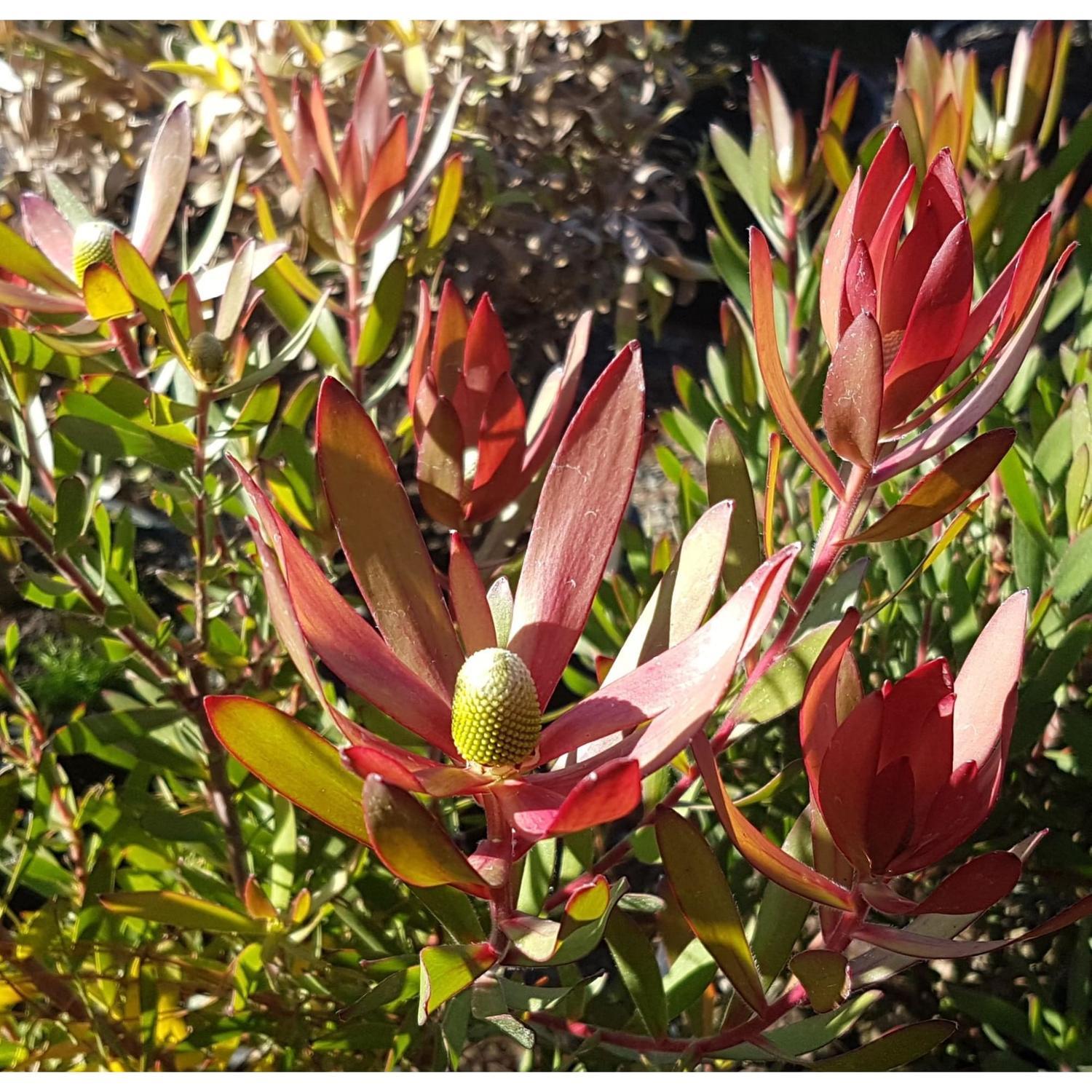 Leucadendron Big Brother