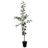 Apple Semi-Dwarf 'Rubee Red' 4.7 litre