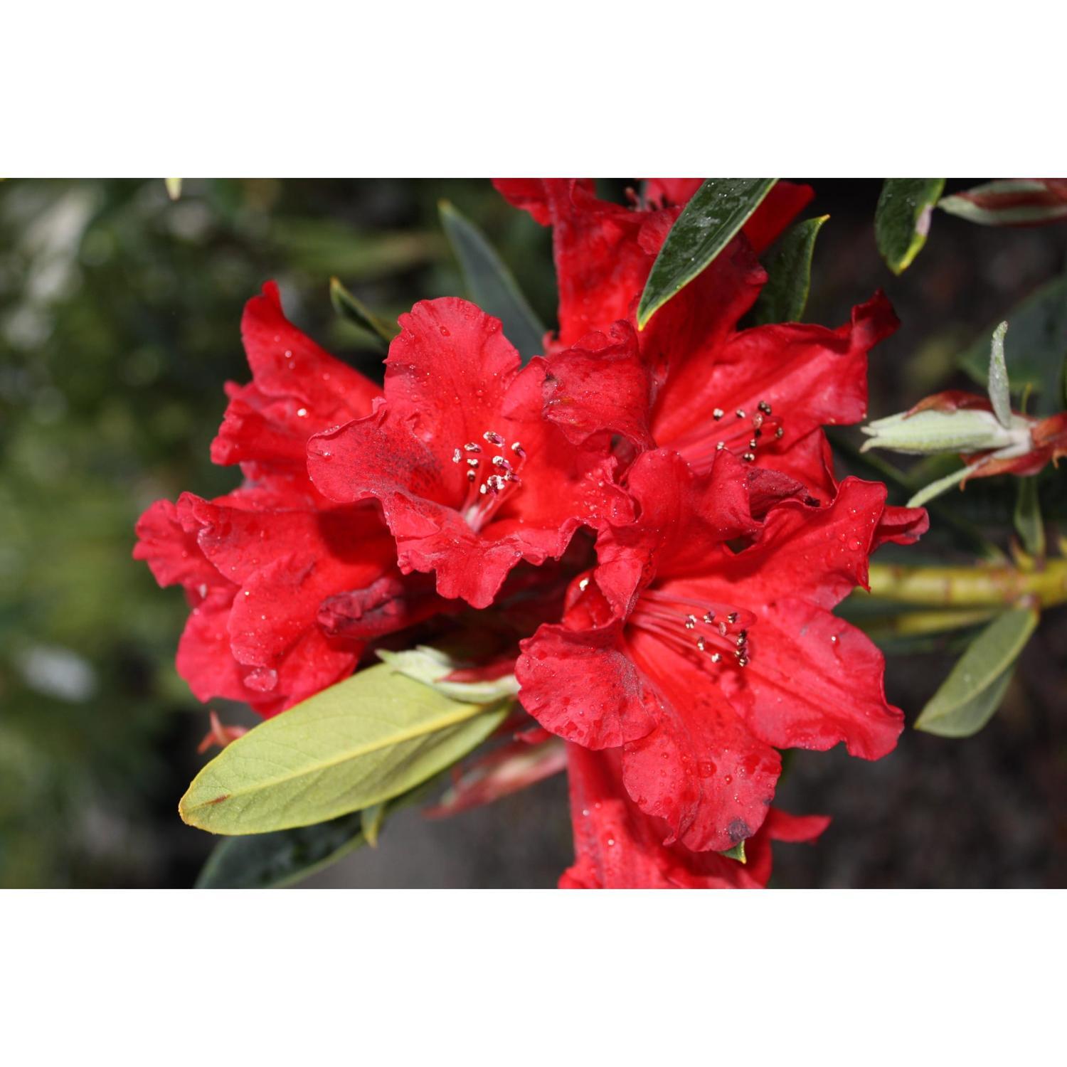 Rhododendron Mandalay