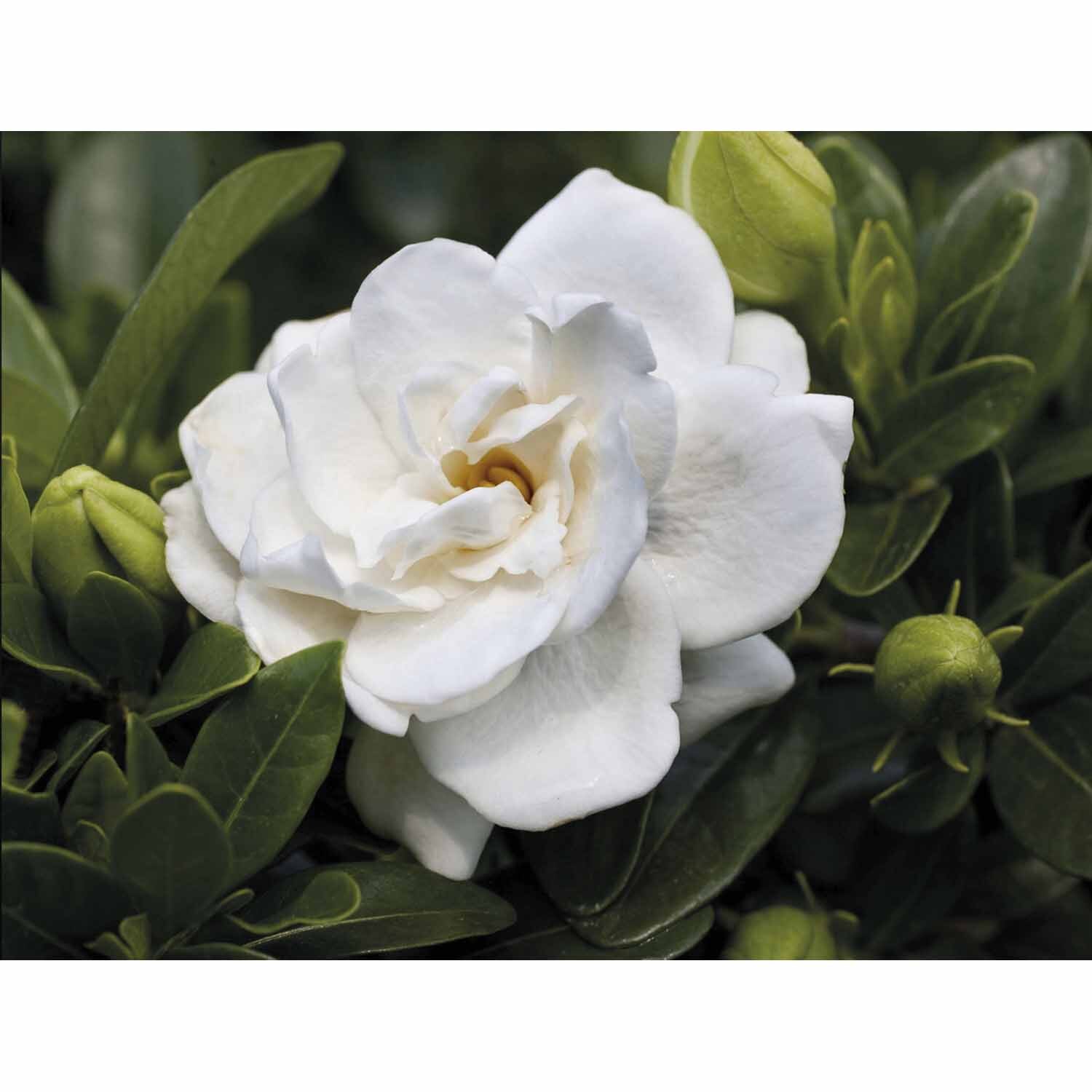 Gardenia Crown Jewels