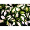 Hosta  Raspberry  'Sundae'