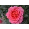Rose Truly Special 6L