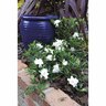 Gardenia Radicans