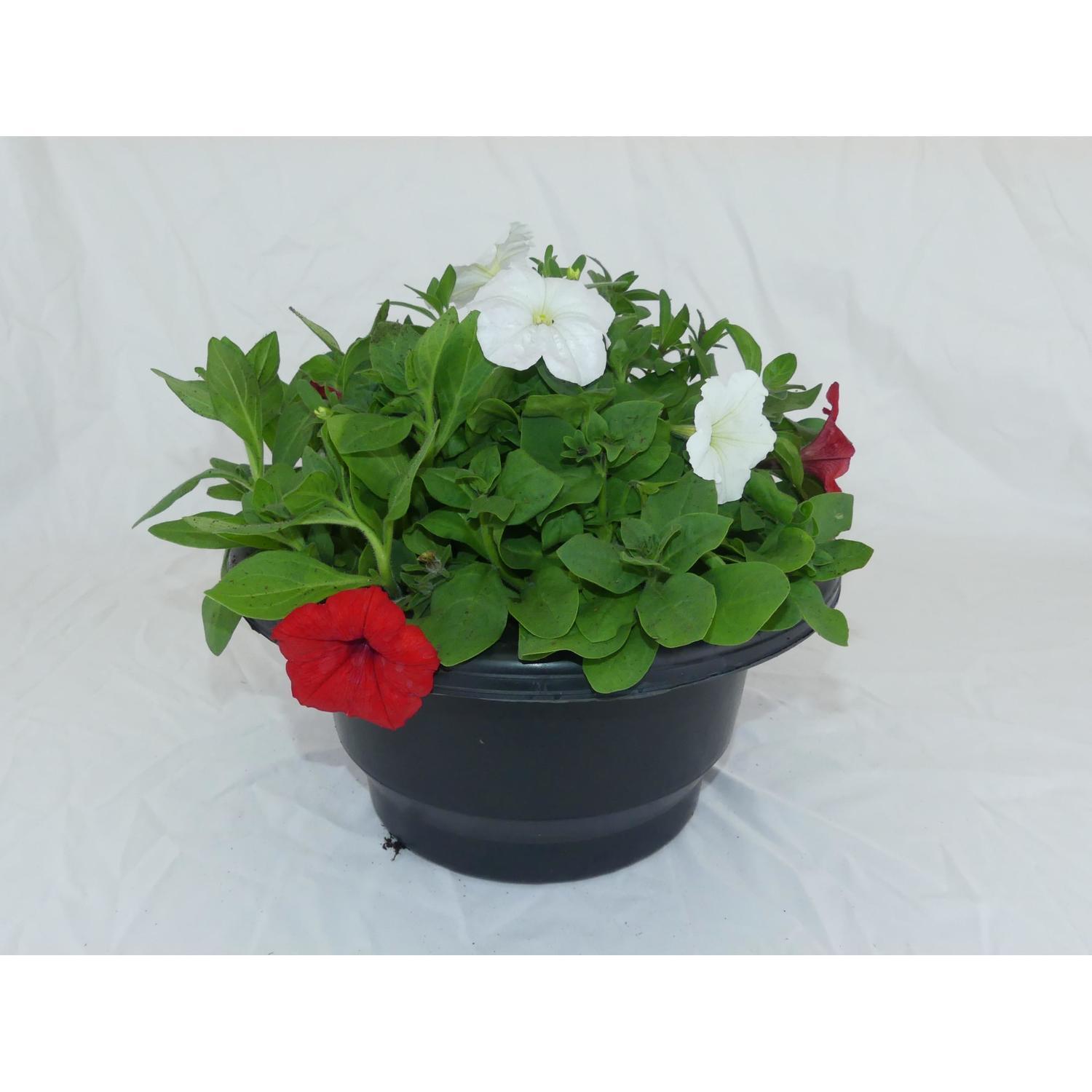 Petunia Red/White