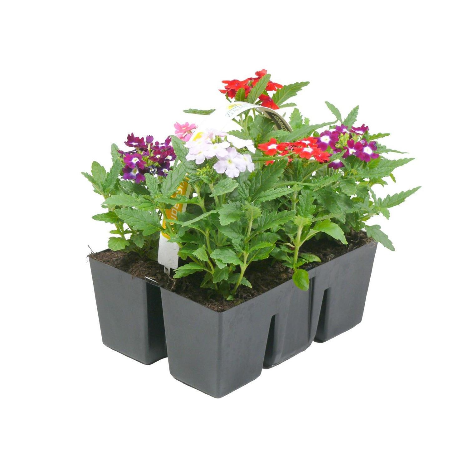 Verbena