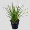 Zephyranthes Candida 'Rain/ Fairy Lily'  2L