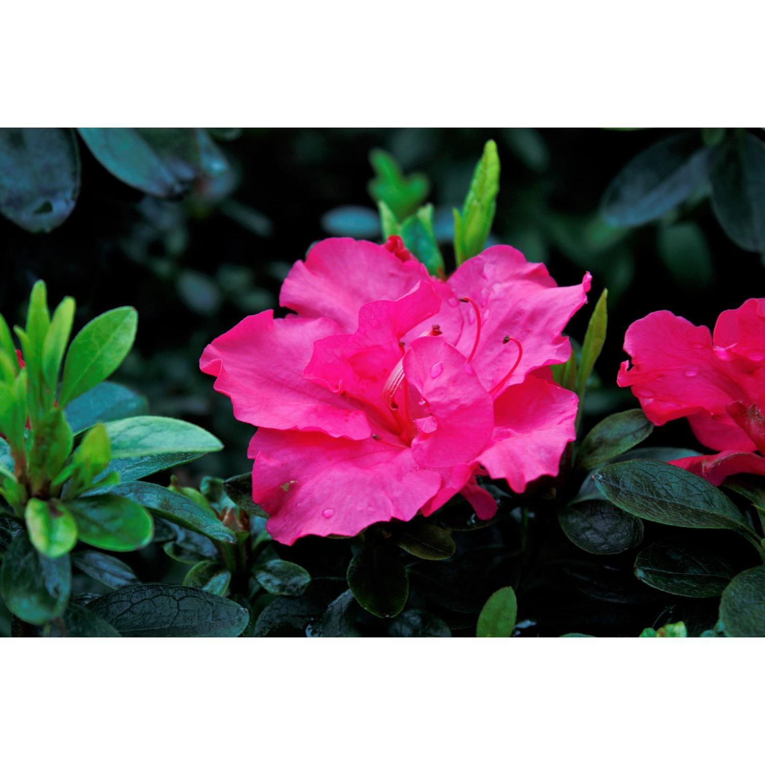 Azalea