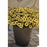 Osteospermum Blue Eyed Beauty