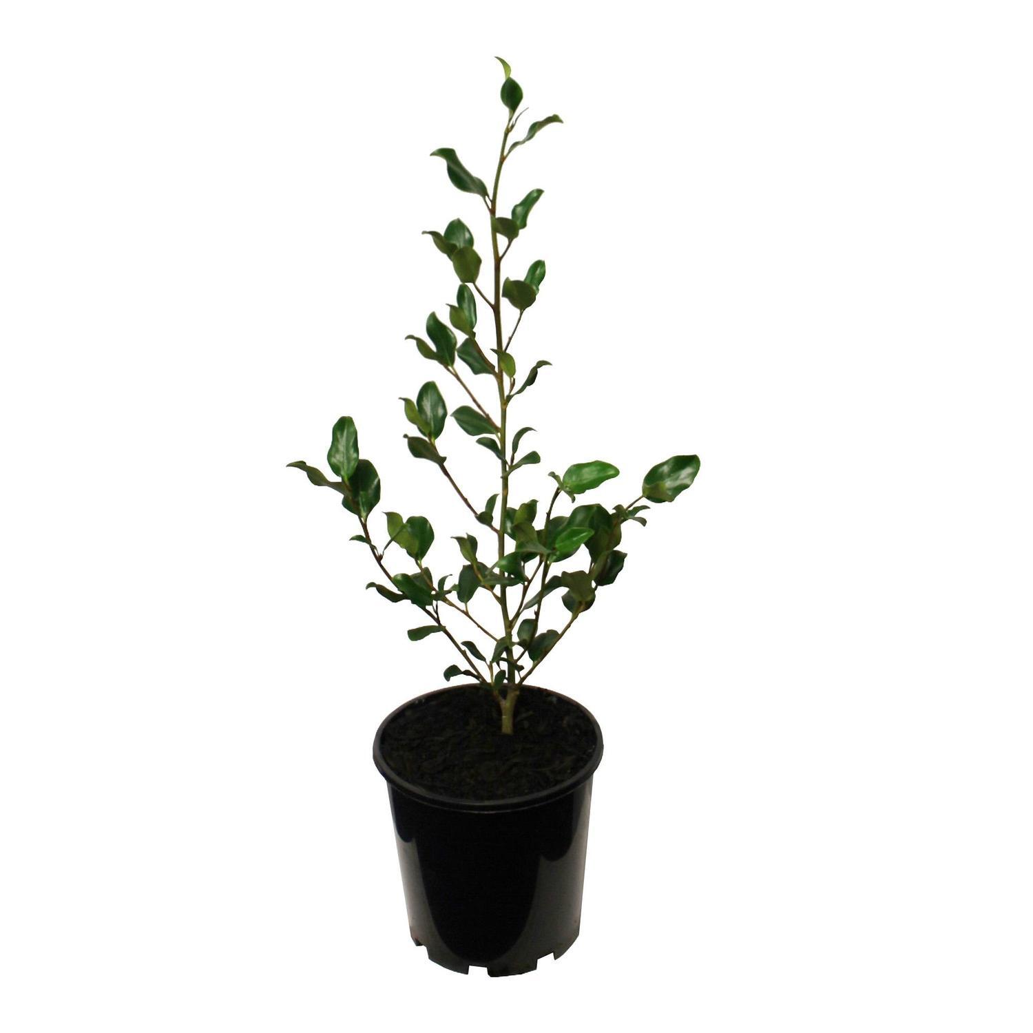 Griselinia Cob