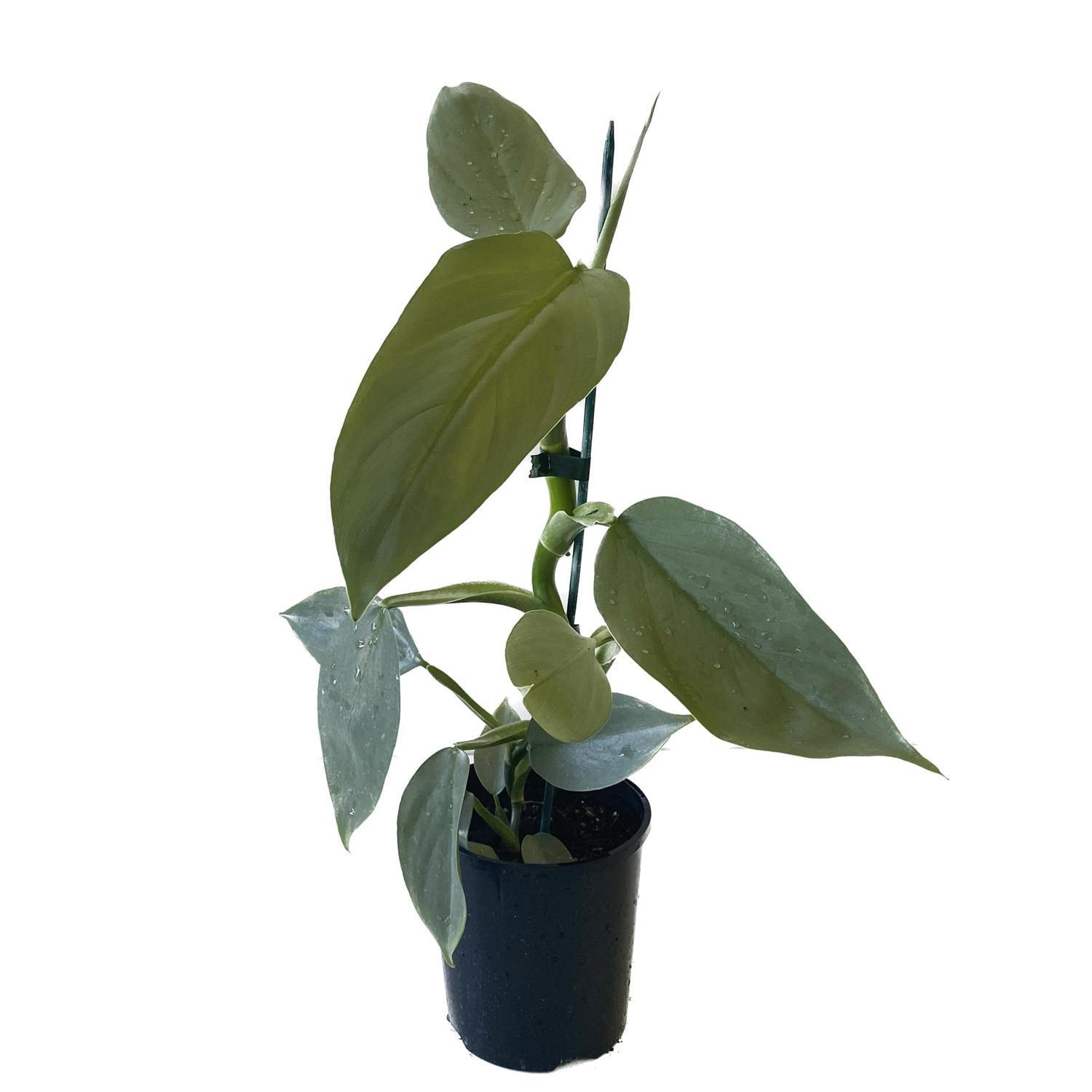 Philodendron Silver 12cm