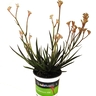 Anigozanthos Bush Diamond