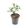 Camellia Quintessence 2 Litre