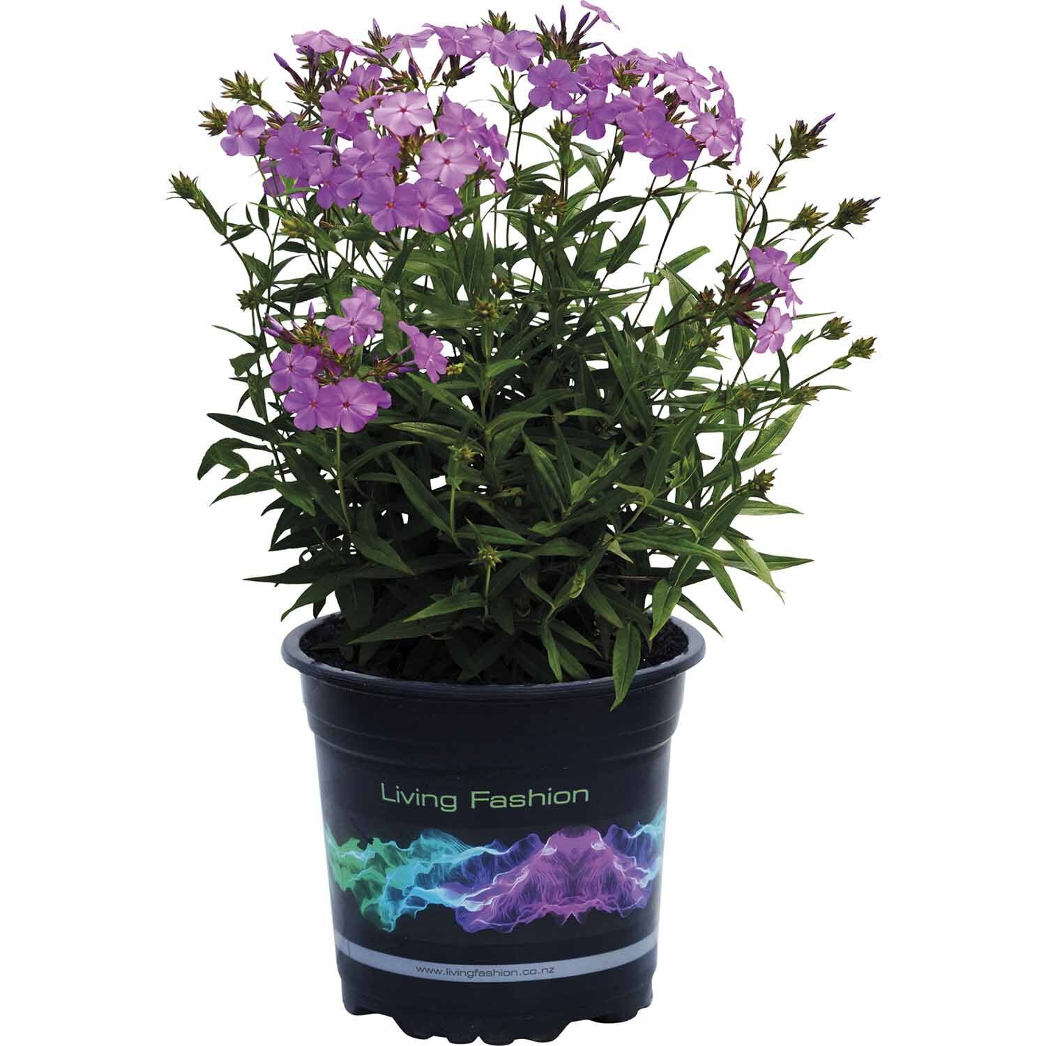 Phlox Mini Pink