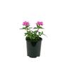 Verbena Endurascape