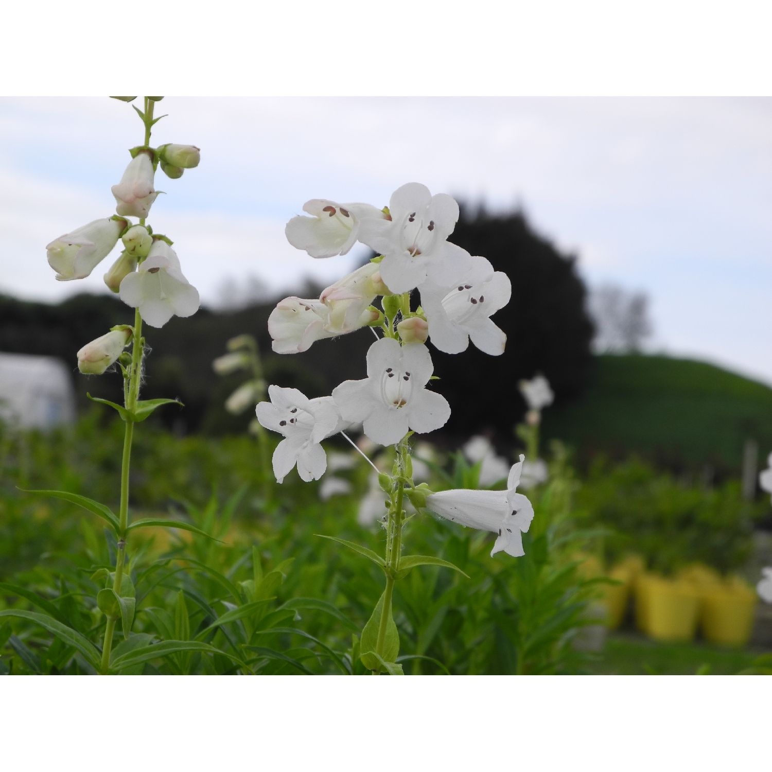 Penstemon Swan Lake