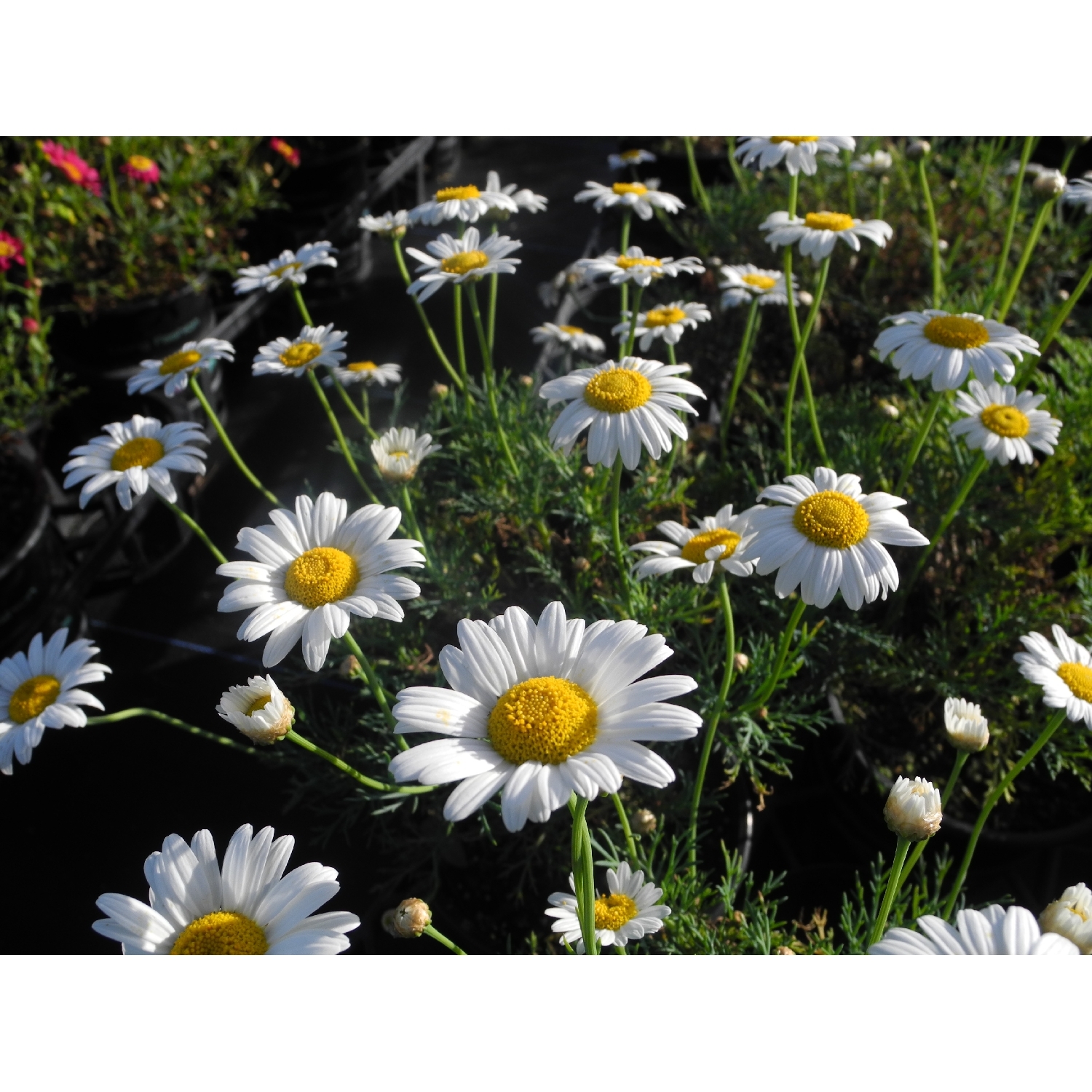 Federation Daisy Sultans Pride