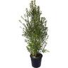 Pittosporum Tasman Ruffles 10 litre