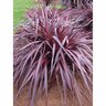 Cordyline Red Fountain