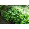 Hosta Assorted Elite Variety