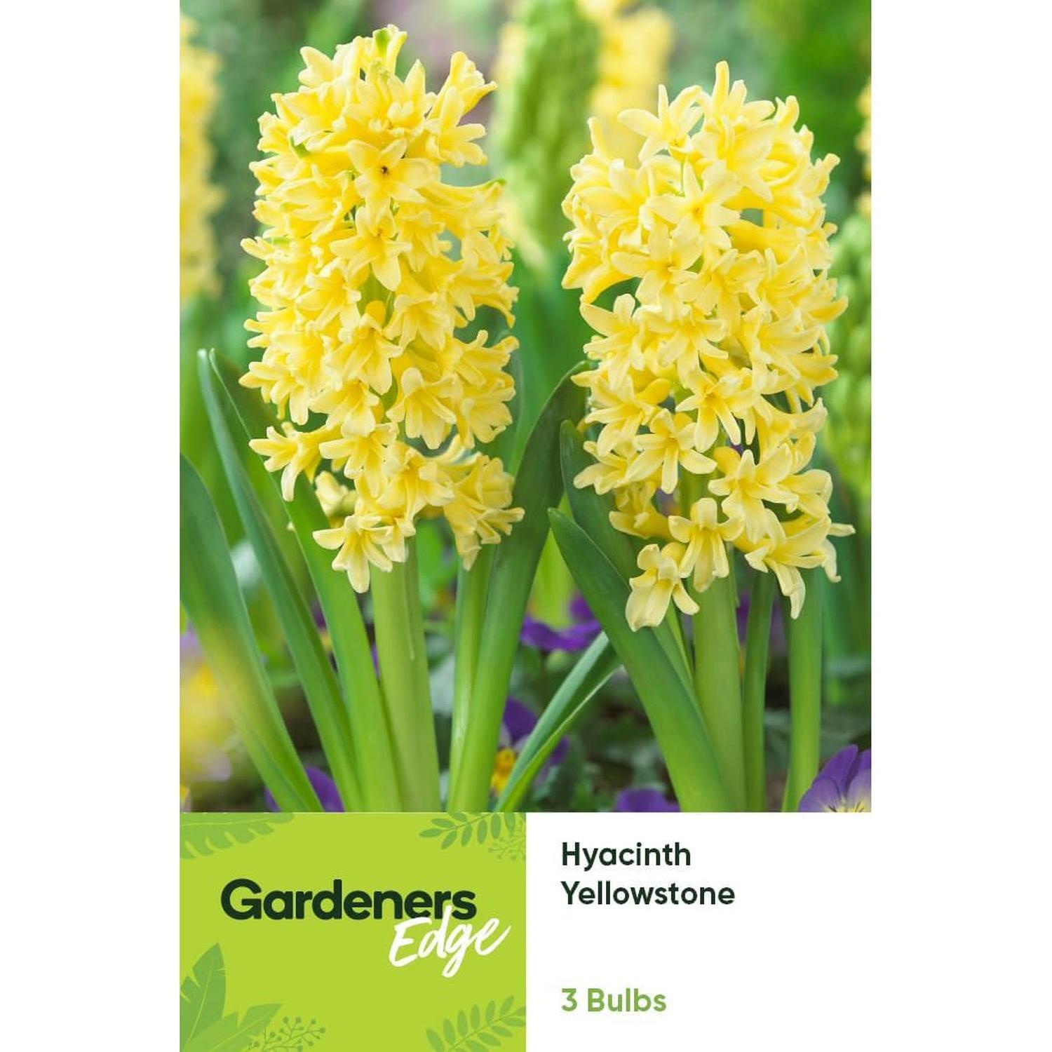 Hyacinth Yellowstone
