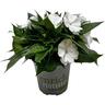 Impatiens