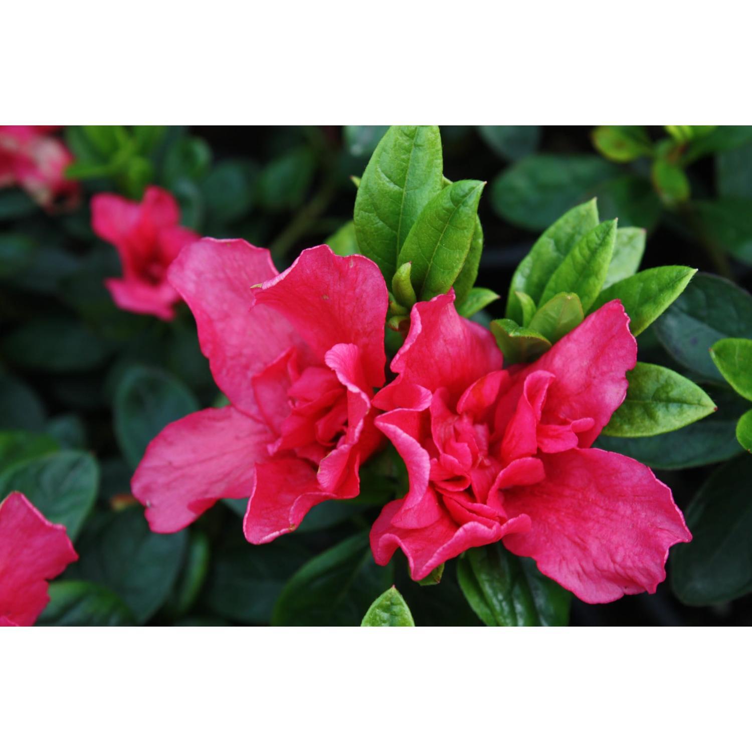 Azalea