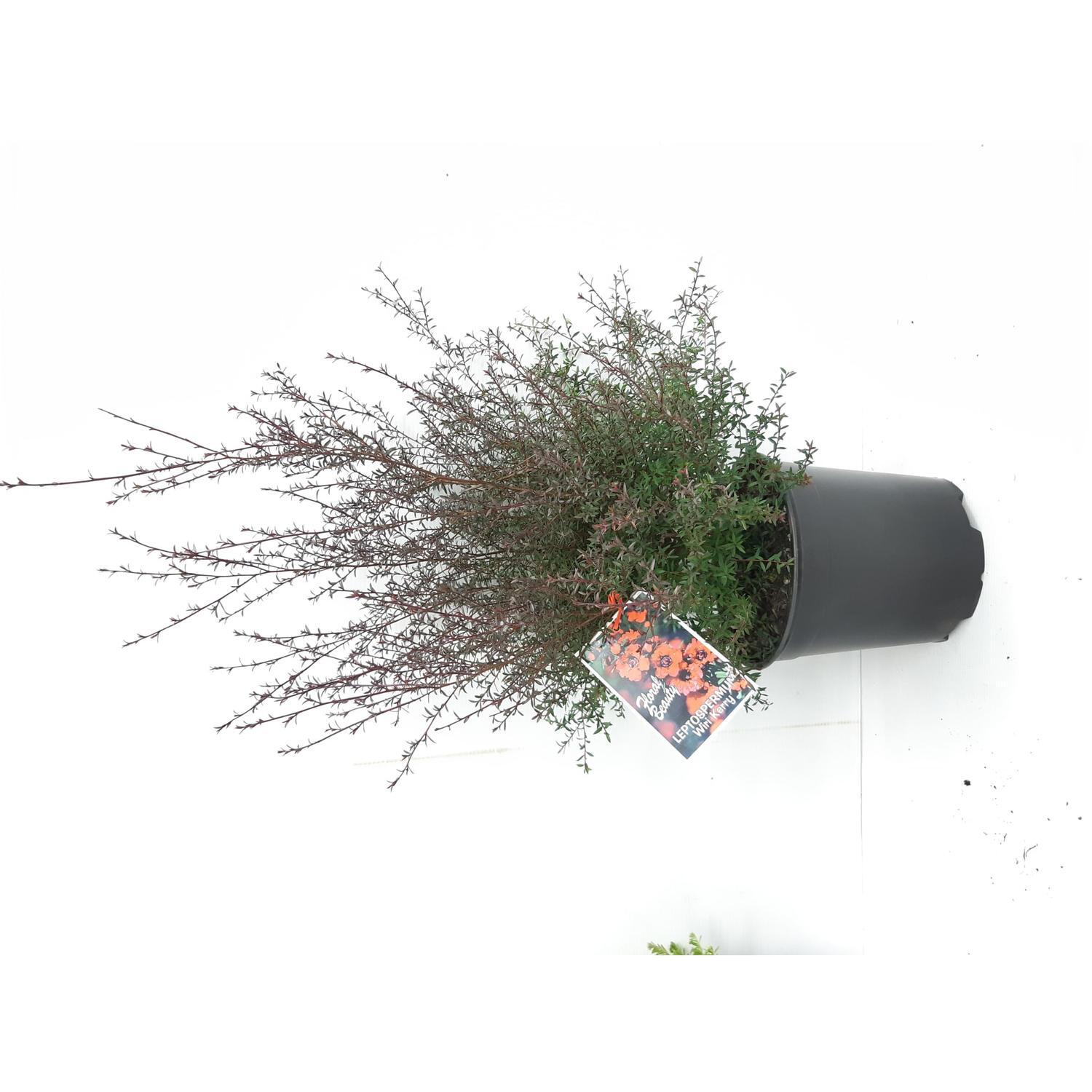 Leptospermum Wiri Kerry