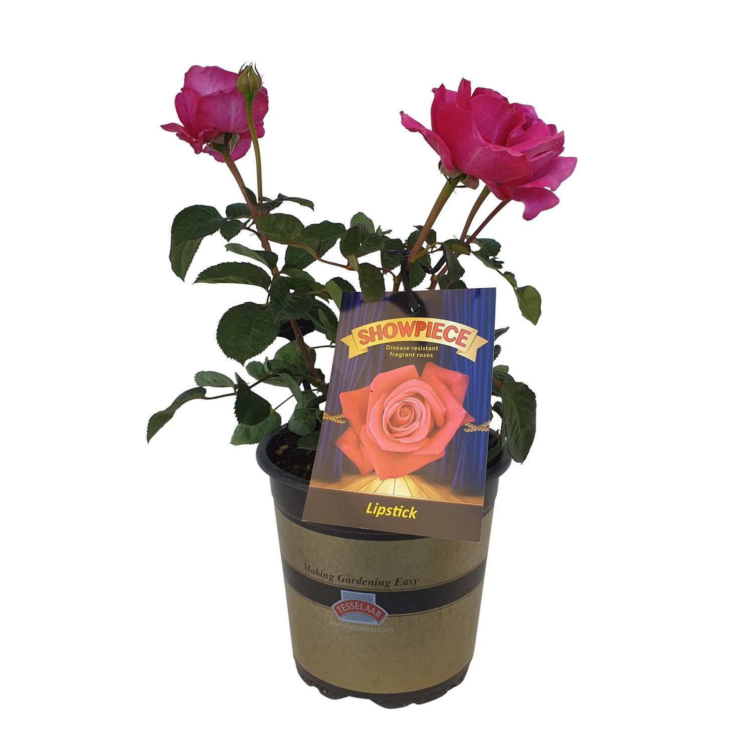 Rose Showpiece Orange