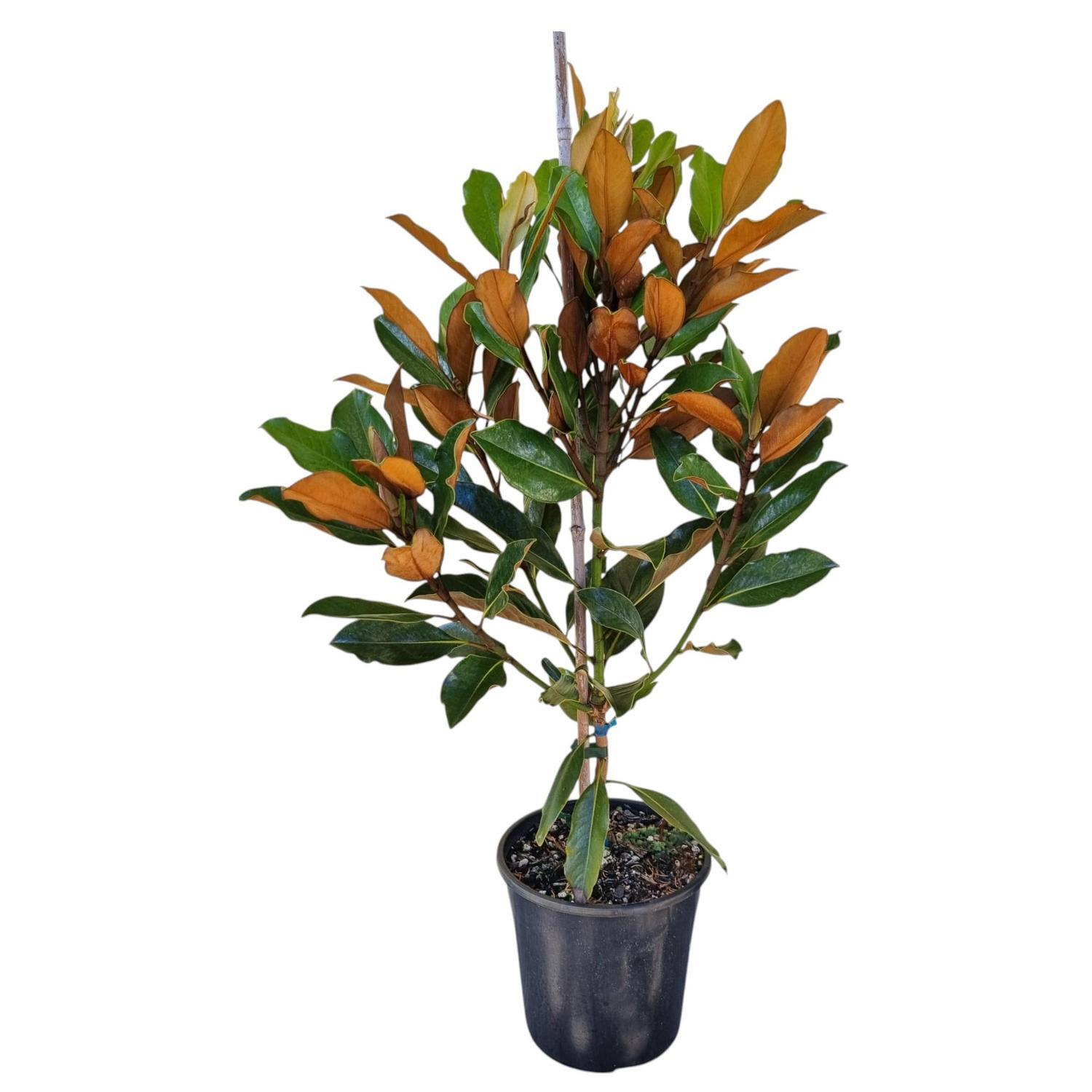 Magnolia Little Gem 4L