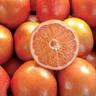 Grapefruit Cutler's Red