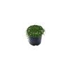 PRATIA PUBERULA ALBA C/E 2L 2 Litre Colour Effect